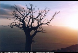 Not the giving tree but suspend disbelief for a moment.